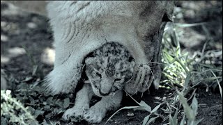 Heart is beating! The first outing of a baby lion for a month, not seen in the movie