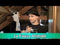 La pause animale  pisode 4  le ayeaye