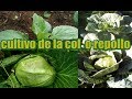 CULTIVO DE REPOLLO / como cultivar repollo