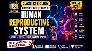 Human Reproduction: Male Reproductive System | Complete Chapter | Class 12 Biology | PART 2
