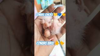pineapple conure chicks 💛💙2026#shorts#parrot