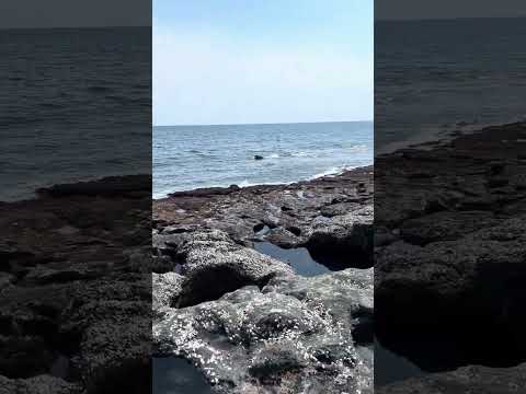 【頴娃シーホーウォーク】⑦海岸から開聞岳を見る。【2025/05/27】鹿児島県南九州市頴娃町