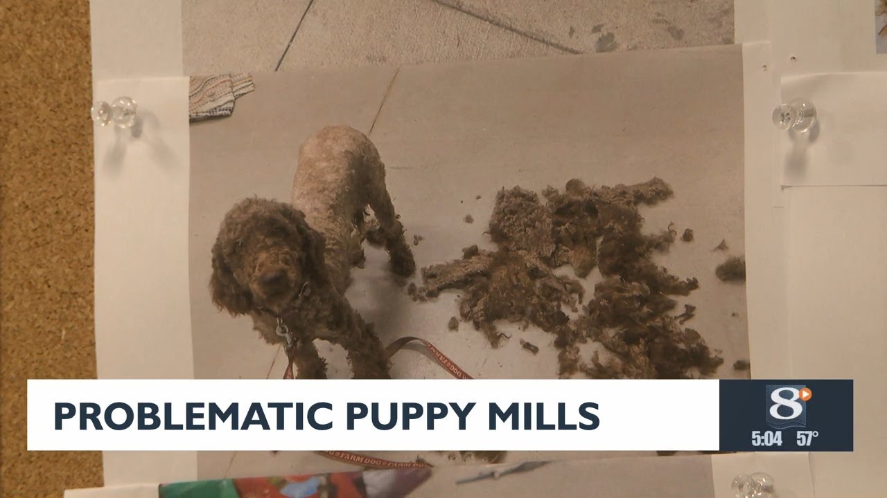 Crawford County animal shelter, volunteers lead grassroots effort to