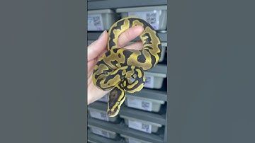 Enchi Leopard het VPI Axanthic / DG poss het Pied #ballpythonbreeder #ballpythonmorph #reptile