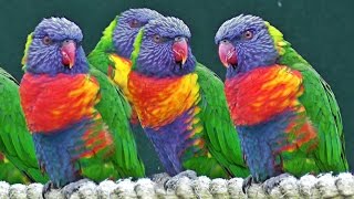 Lorikeets - Exotic Birds