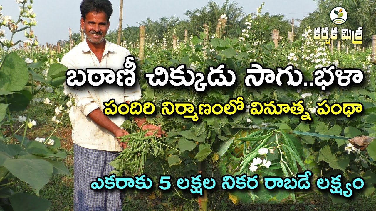 బఠాణీ చిక్కుడుతో లాభాలు పండిస్తున్న రైతు || పందిరి నిర్మాణంలో వినూత్న ఆలోచన || Karshaka Mitra