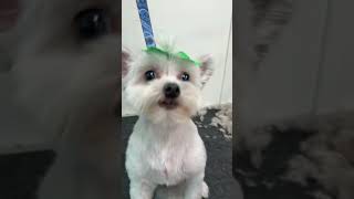 Quedo BELLA 😍 #viralvideo #pets #mobilegrooming #doggroomer #fyp #shorts #cutedog