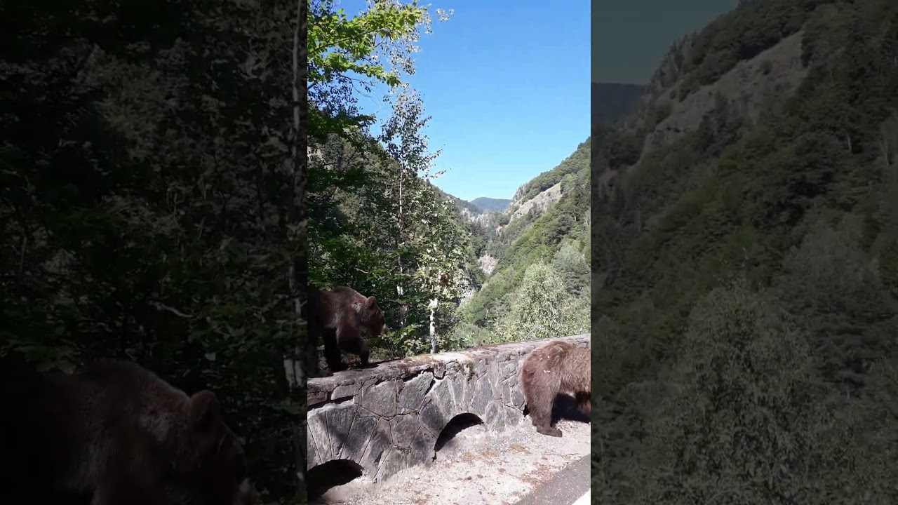 Bears strollling around the side of the road 