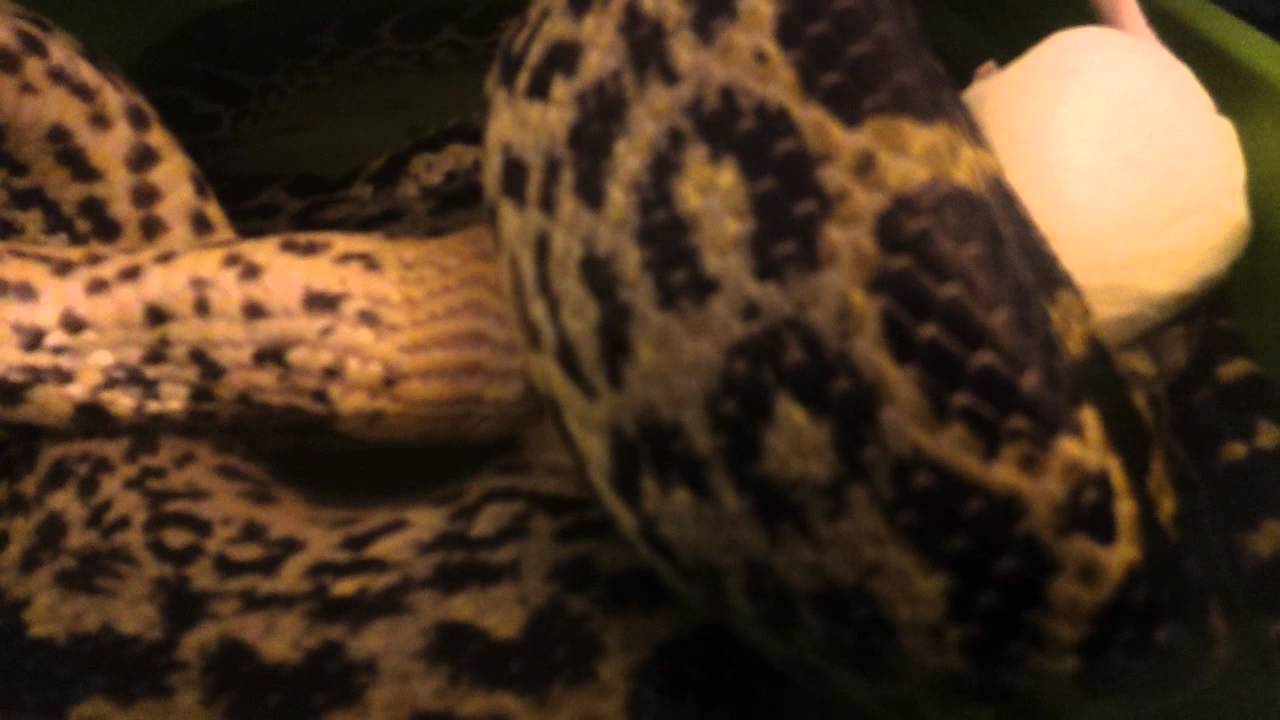 Image showcasing Female yellow anaconda feeding video - YouTube