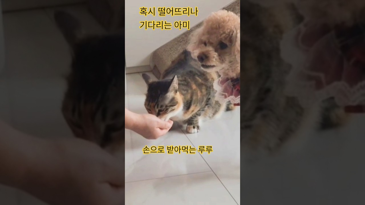 먹는놈과 기다리는놈 #cat #고양이 #강아지