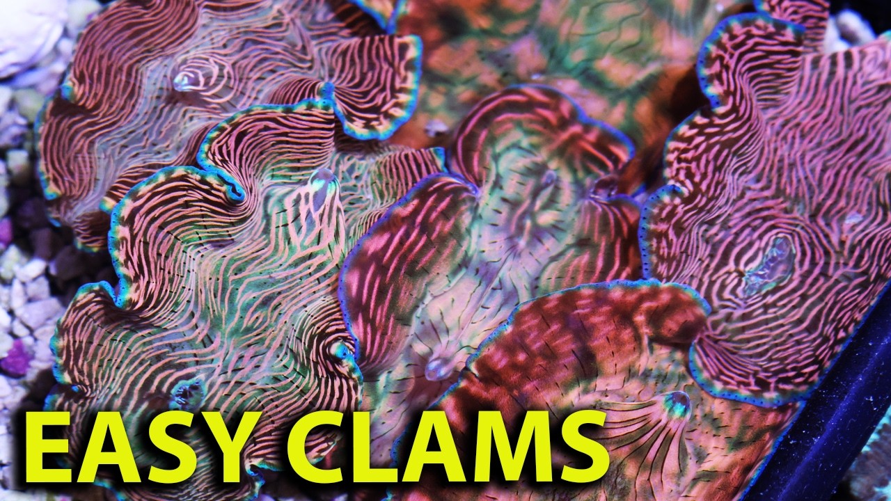 THE EASIEST OF EASY CLAM TO KEEP