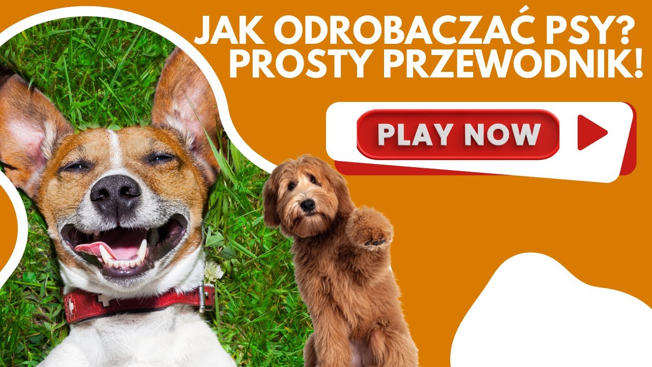 Jak Odrobaczać? Psy Prosty Przewodnik