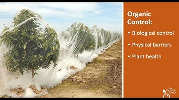 Citrus Greening Disease: the Quest for an Organic Management Solution