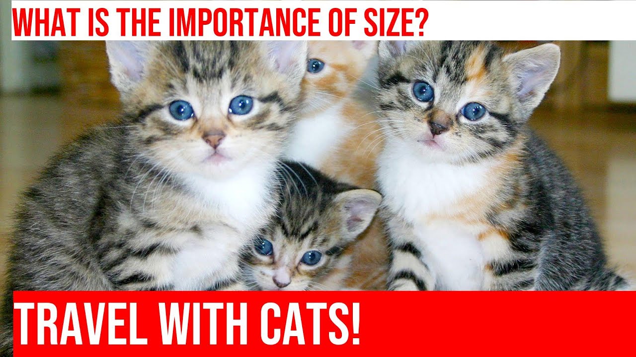 Traveling with Your Cat: Choosing the Right Cat Carrier