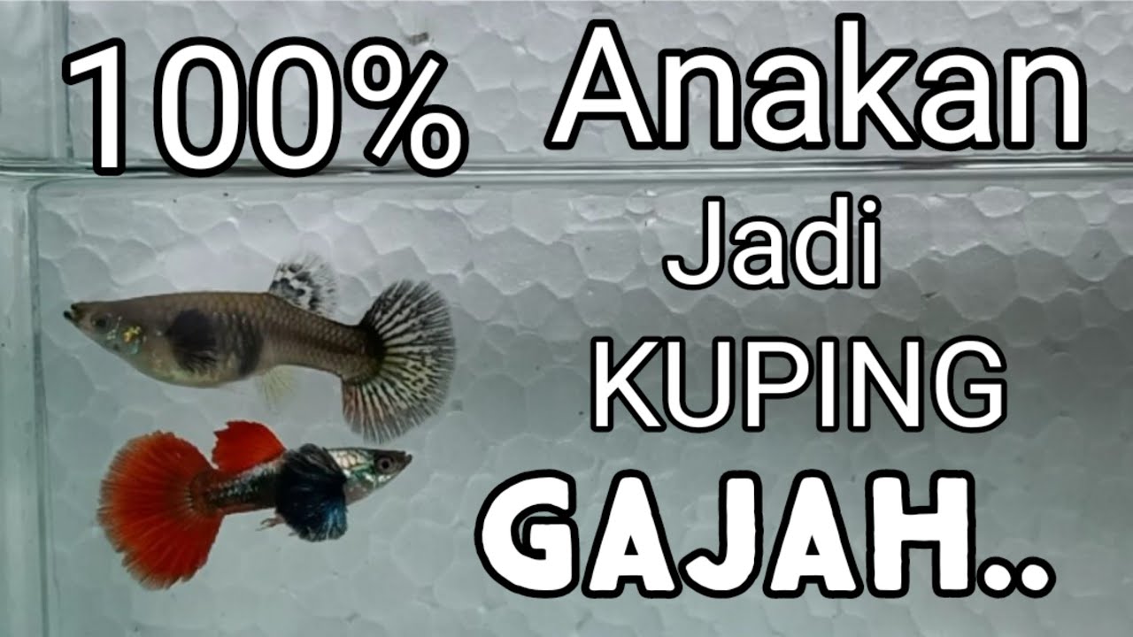 TIPS pilih betina PRTDe buat indukan,  by guppy asia