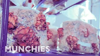Year of the Mushroom | COUNTER SPACE (Episode 8)