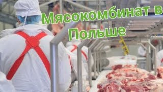 Робота в Польше|Мясокомбинат в Польше|Обвалка мяса