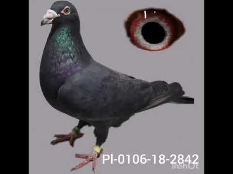 Gołębie Pocztowe Fabry 