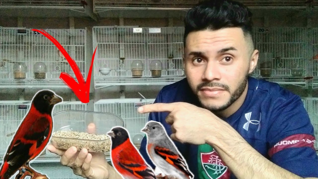 COMO FAZER MISTURA DE SEMENTES PARA TARINS?(Criação de tarins)