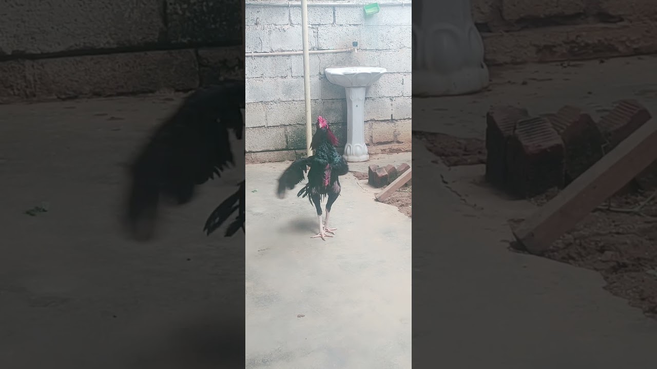 ASEEL YAKUDH @ JK FARM BANGALORE