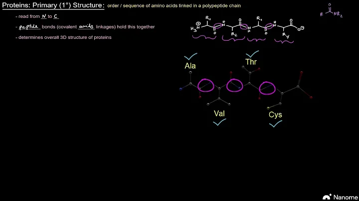 Protein Structure (Part 3 of 10) - Primary (1°) Structure - DayDayNews