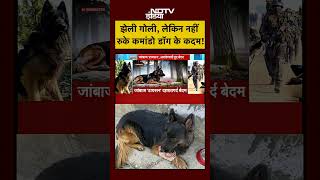 Army Dog Tyson | Kishtwar Encounter में दिखा डॉग टाइसन का साहस | #shorts #tyson #ytshorts