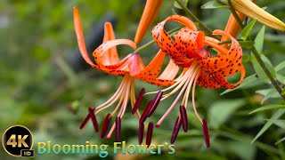 Blooming Flowers in 4K || Relaxingmusic || flowers || Blooming 💯 by Vicky's Vitality Vlog 31 views 3 weeks ago 2 minutes, 44 seconds