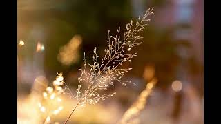 (What's the story) Morning Glow-ry - Nikon D750, 105mm f/2.8G IF-ED Macro