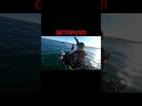 Octopus! #fishing #kayakfishing