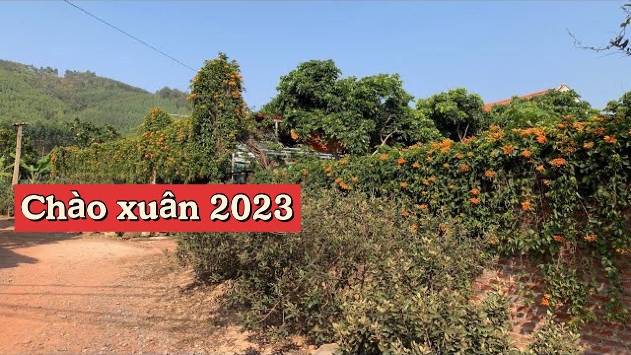 Trại cu gáy âm/ âm và lối chào xuân || Trại chim cảnh BG