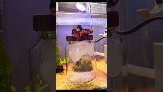 How to maintain the temperature of a Betta fish tank?.🥶🥶🥵🥵
