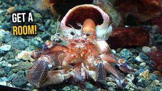 I Caught My Hermit Crabs Mating