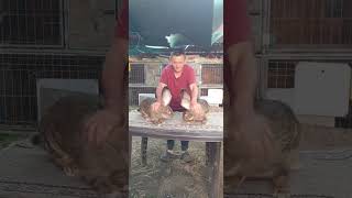 Elevage De Lapin Géant Des Flandres