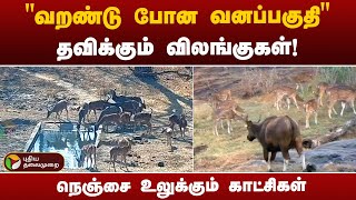 முதுமலையில் வரலாறு காணாத வறட்சி... தவிக்கும் வாயில்லா ஜீவன்கள்! |