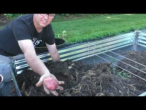 July 2025 Garden, Red Norland Potato Harvest