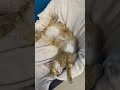 How is your life? Me :)🐱 #catlover #cutecat