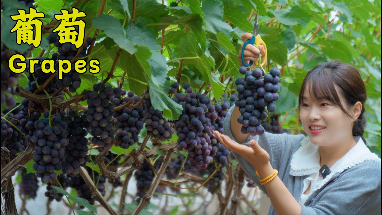 萄成熟了！阿霞用新鲜葡萄做果冻、葡萄叶包肉，还做了水果烧烤串！【叫我阿霞Channel】