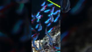 Tiny Fish, Big Beauty! 🐠✨ Discover the Amazing World of Micro Fish #tinyfish