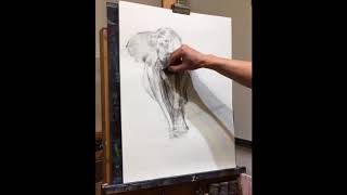 Elephant Charcoal Drawing Time Lapse