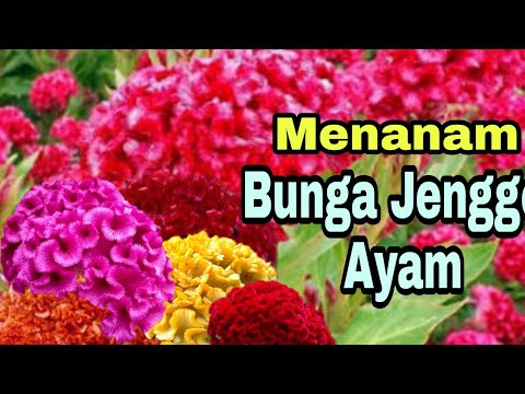 Video: Bunga jengger - Tips Cara Menanam jengger