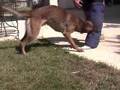 leg bites for police k9 dogs. leg bites for police k9 dogs.