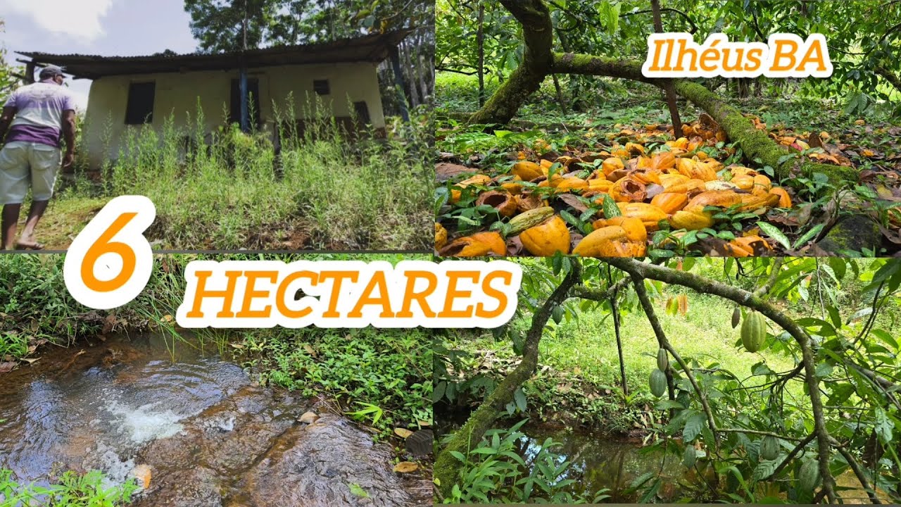 6 HECTARES COM 2 NO CACAU E MUITA ÁGUA 180 MIL #avendanabahia #ilheusba 
