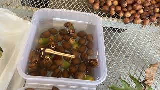 Fall the best time of Year!! Selecting acorns, pecans and walnuts for planting!