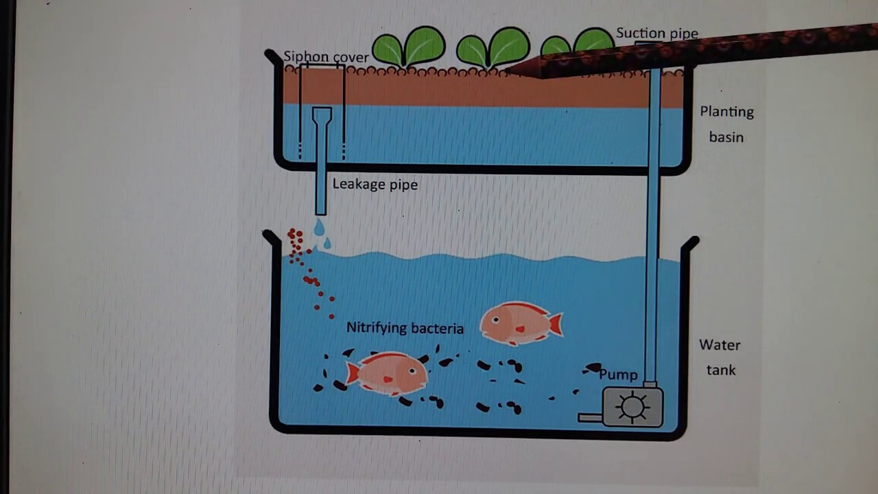 My first aquaponics system fish tank,with minimal Diy. Easy to follow,  start growing in an aquarium 