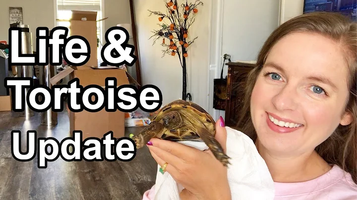 Life Update: Tortoise, Chickens, Fish & Tarantulas