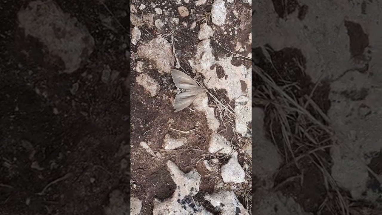 Palm Borer Moth, Castnide delle palme (Paysandisia archon)