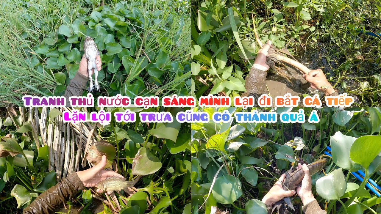 Mình Lại Ra Khu San Lấp Mặt Bằng Để Bắt Cá Cũng Có Thu Nhập Kha Khá Á 