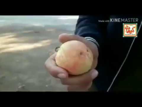 karakol festival Kohat Special Amrot Guava