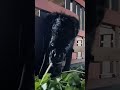 Doser tumben nggak marah #shortvideo #shortsviral #shorts #viral #lucu