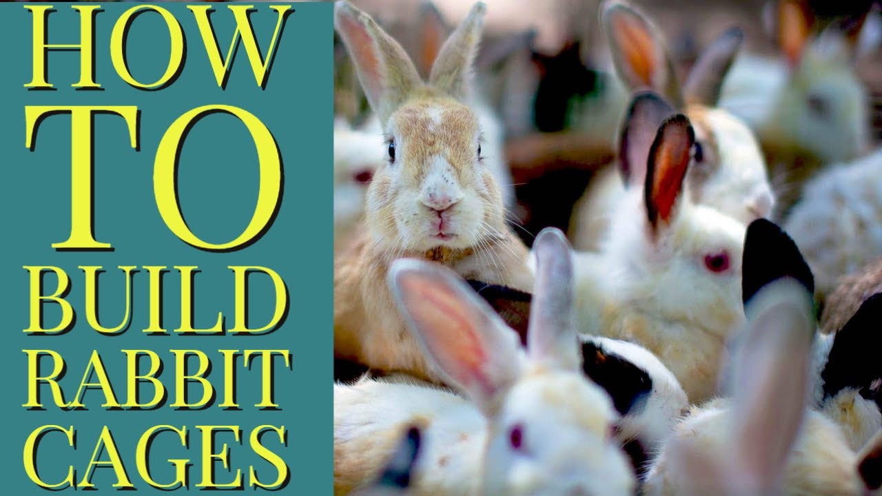 How to build Rabbit Cages YouTube